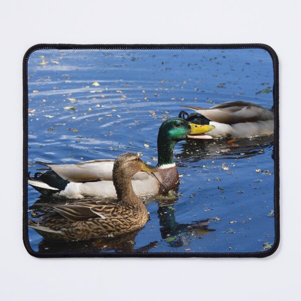 Item preview, Three Mallard ducks designed and sold by RumRagephotos.