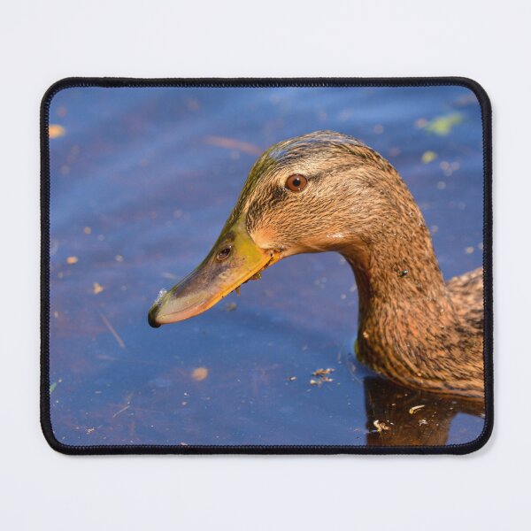 Item preview, Close up of a female Mallard duck designed and sold by RumRagephotos.