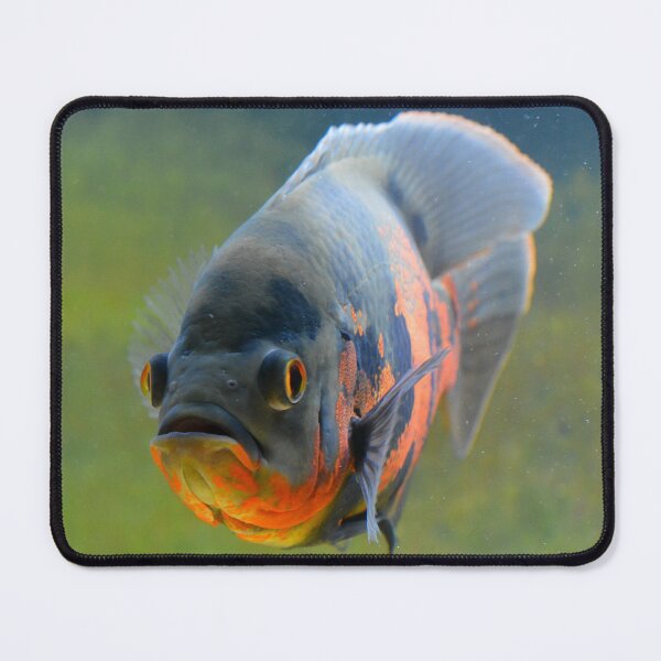 Item preview, Tiger Oscar Cichlid designed and sold by RumRagephotos.