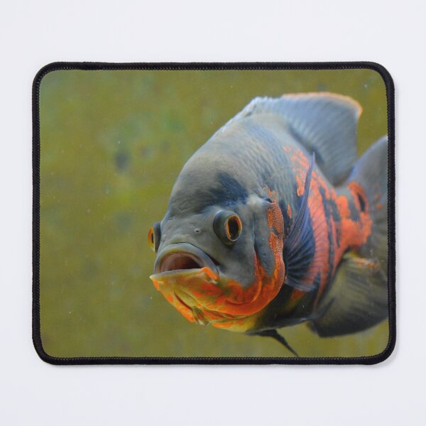 Item preview, Tiger Oscar Cichlid designed and sold by RumRagephotos.
