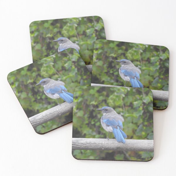 Item preview, Western scrub-jay, birds, wildlife gifts designed and sold by Sandra O'Toole.