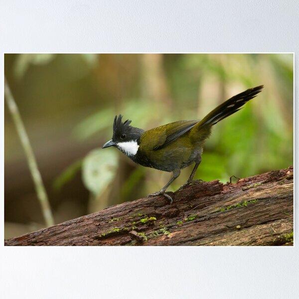 Item preview, Eastern Whipbird designed and sold by Rob Drummond.