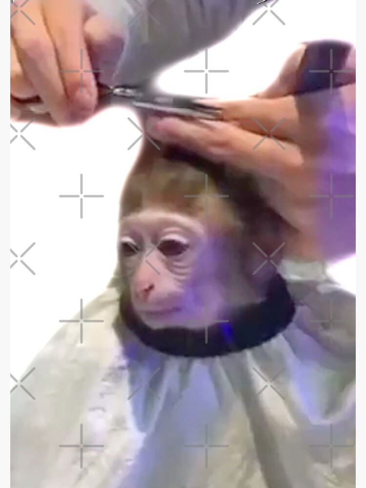 Monkey Haircut Meme Can Be Photoshopped Into Anything