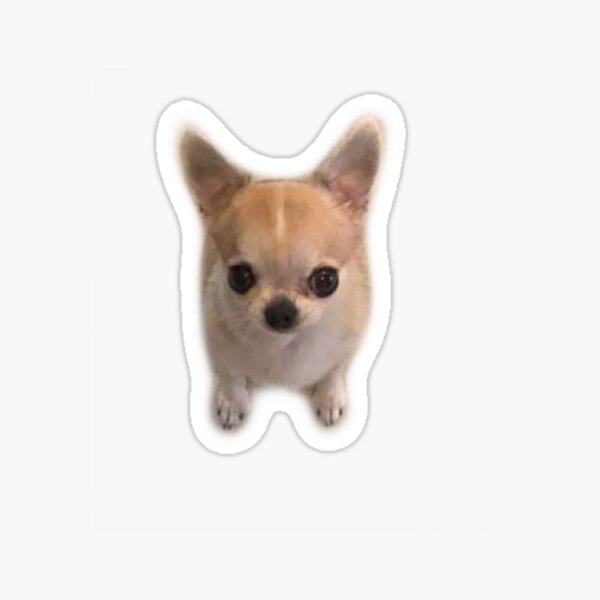 Item preview, Funny Looking Chihuahua Dog designed and sold by bubbliorno.