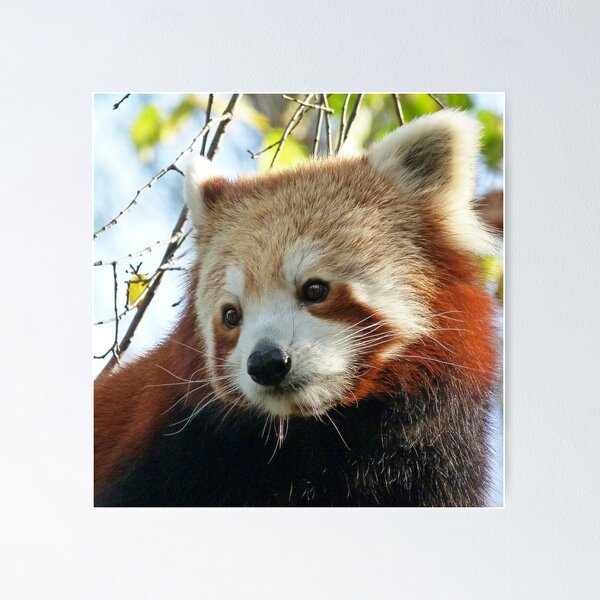 Artikelvorschau, Nepalese Red Panda Portrait entworfen und verkauft von Margaret Saheed.
