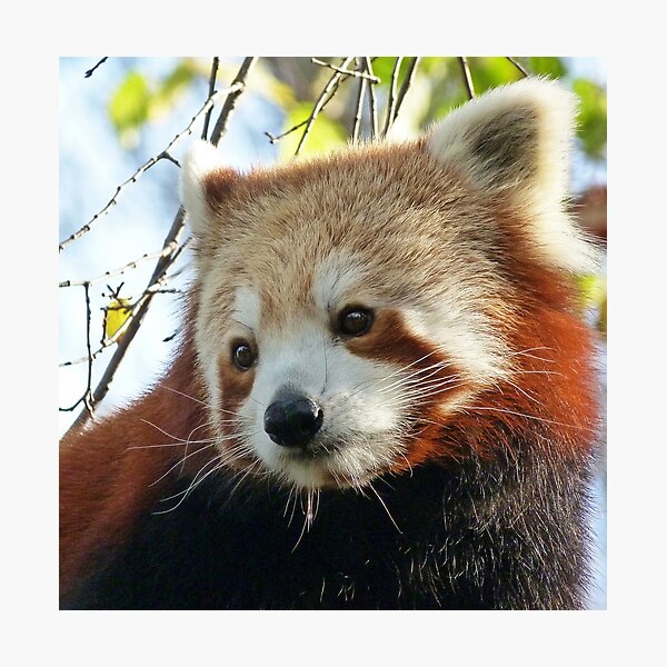 Item preview, Nepalese Red Panda Portrait designed and sold by Margaret Saheed.