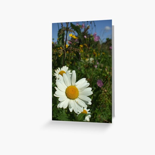 gowans - wildflower bank Greeting Card