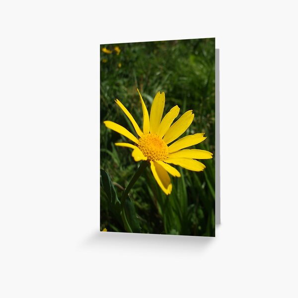 yellow daisy - wildflower bank Greeting Card