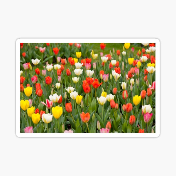 Item preview, Tulips mix grow in garden designed and sold by Arletta Cwalina.