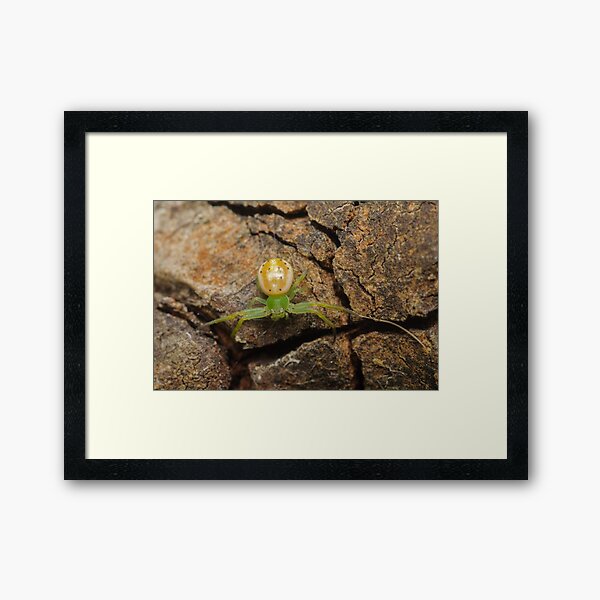 Flower spider - Lehtinelagia prasina Framed Art Print
