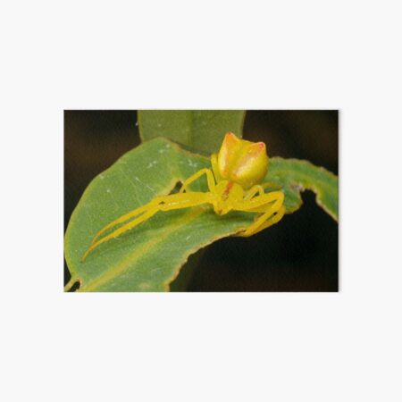 Crab spider - Sidymella sp. Art Board Print