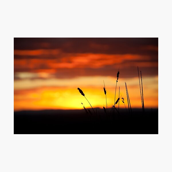 Dairy Park Farm Sunset Photographic Print