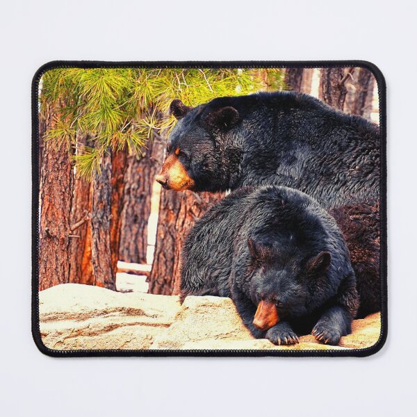 Item preview, bear photo with high resolution quality designed and sold by Allyouneed-2.
