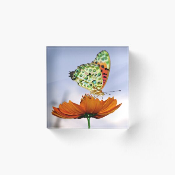 chocho Acrylic Block