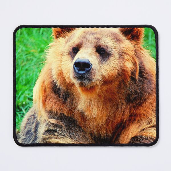Item preview, bear photo with high resolution quality designed and sold by Allyouneed-2.