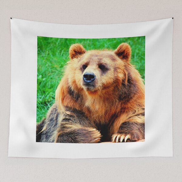 Item preview, bear photo with high resolution quality designed and sold by Allyouneed-2.