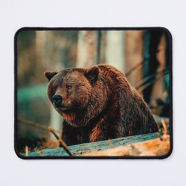 Item preview, bear photo with high resolution quality designed and sold by Allyouneed-2.
