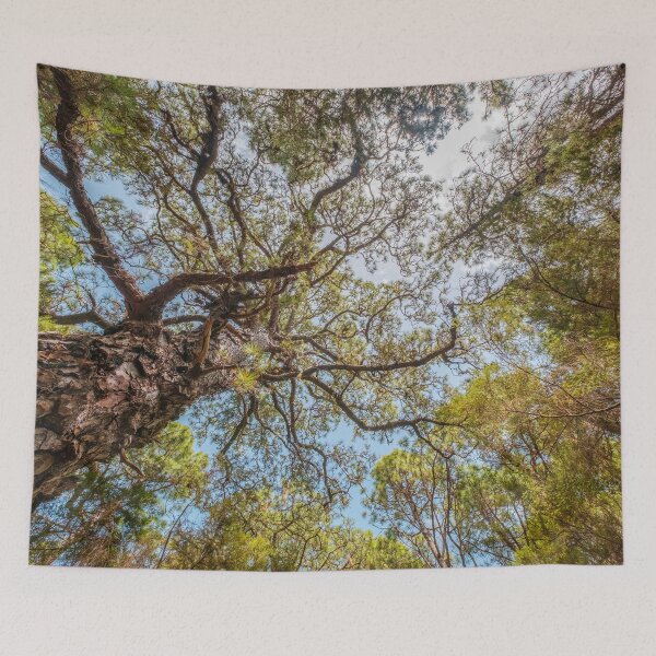 Item preview, Forest, trees and blue sky - Landscape Photography  designed and sold by ohaniki.