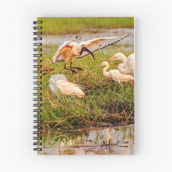 Item preview, Busy morning on the Chobe designed and sold by Jensphotos.