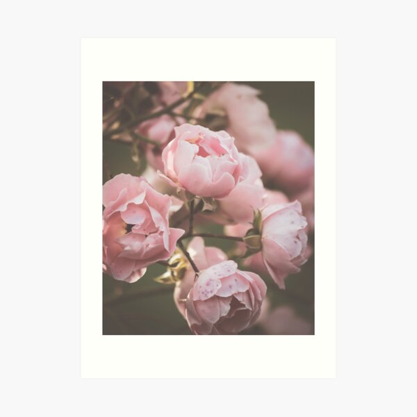Dusty moody pink Roses Art Print