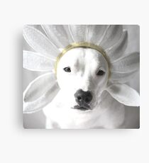 Pittie Flower Canvas Print