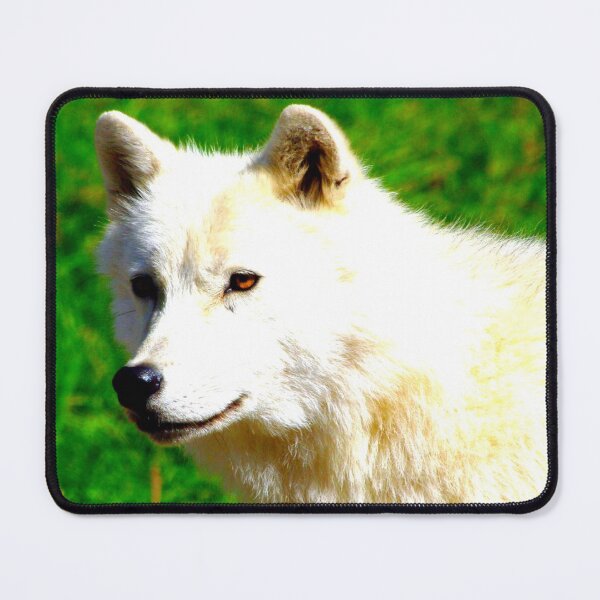 Item preview, Arctic wolf photo with high resolution quality designed and sold by Allyouneed-2.