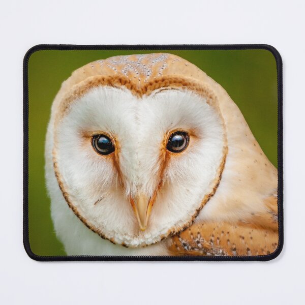 Item preview, Barn owl head designed and sold by Dalyndigital Photography.