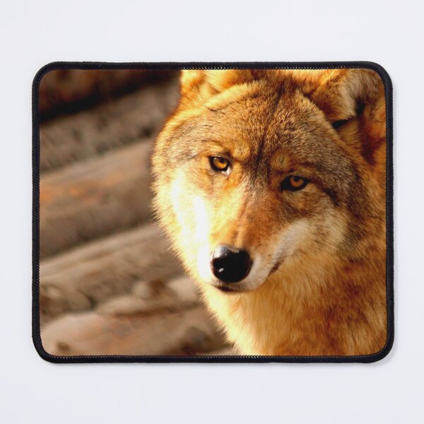 Artikelvorschau, Arktisches Wolfsfoto in hochauflösender Qualität entworfen und verkauft von Allyouneed-2.