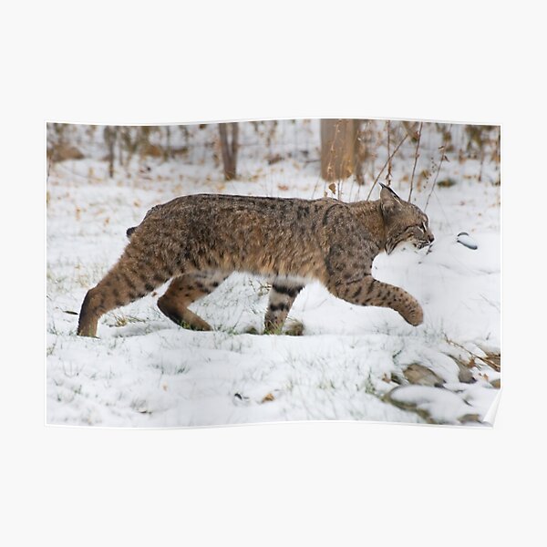 Bobcat in snow Poster