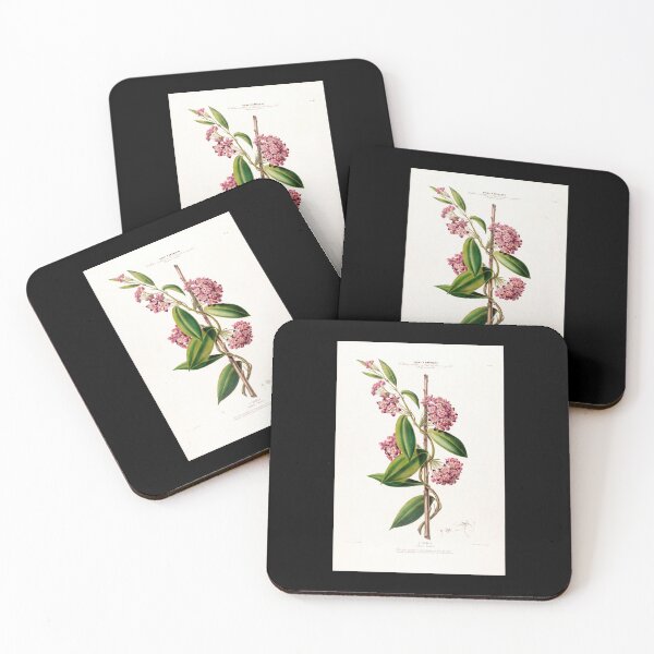 Item preview, Hoya carnosa - botanical illustration designed and sold by chimakingthings.