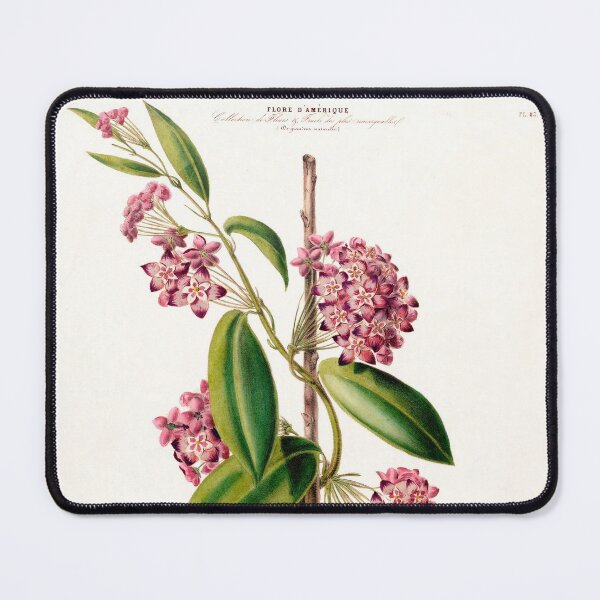 Item preview, Hoya carnosa - botanical illustration designed and sold by chimakingthings.