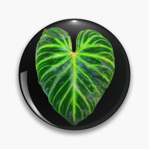 Item preview, Philodendron verrucosum leaf - botanical illustration designed and sold by chimakingthings.