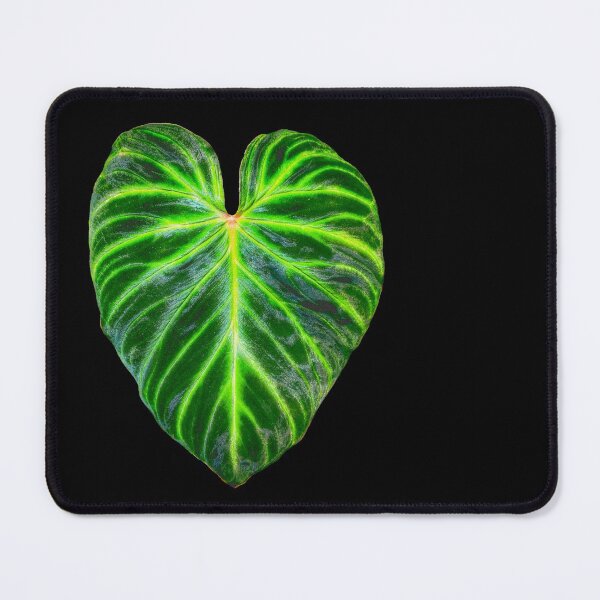 Item preview, Philodendron verrucosum leaf - botanical illustration designed and sold by chimakingthings.