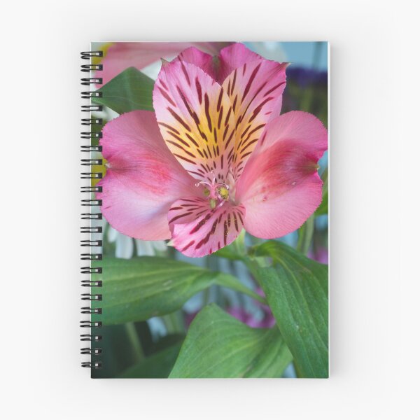 Item preview, Pink Peruvian Lily designed and sold by Bill Spengler's Photographic Thoughts.