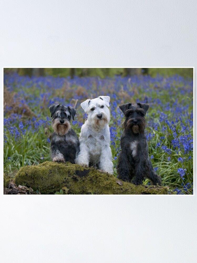 Three Miniature Schnauzers, White, Black and Grey
