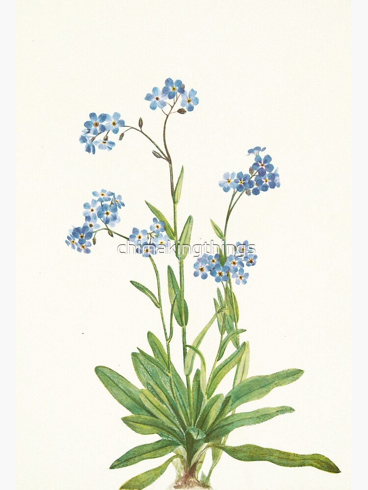 Alpine Forget-Me-Not - Myosotis Alpestris - Botanical Illustration