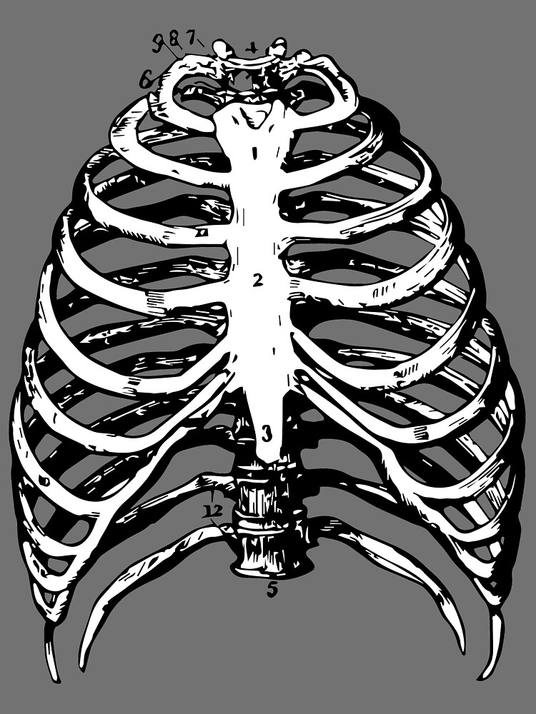 &ldquo;Skeleton Rib Cage&rdquo; Poster by atinkoff | Redbubble