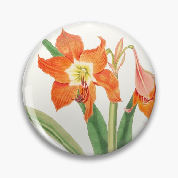 Item preview, Barbados lily - Hippeastrum puniceum - botanical illustration designed and sold by chimakingthings.