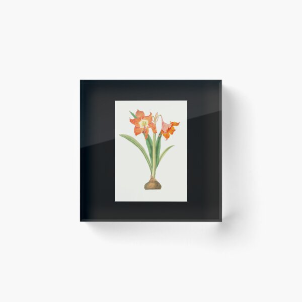 Item preview, Barbados lily - Hippeastrum puniceum - botanical illustration designed and sold by chimakingthings.