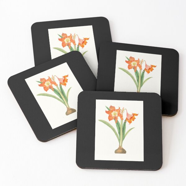 Item preview, Barbados lily - Hippeastrum puniceum - botanical illustration designed and sold by chimakingthings.