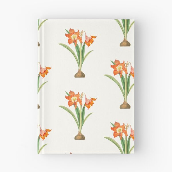 Item preview, Barbados lily - Hippeastrum puniceum - botanical illustration designed and sold by chimakingthings.