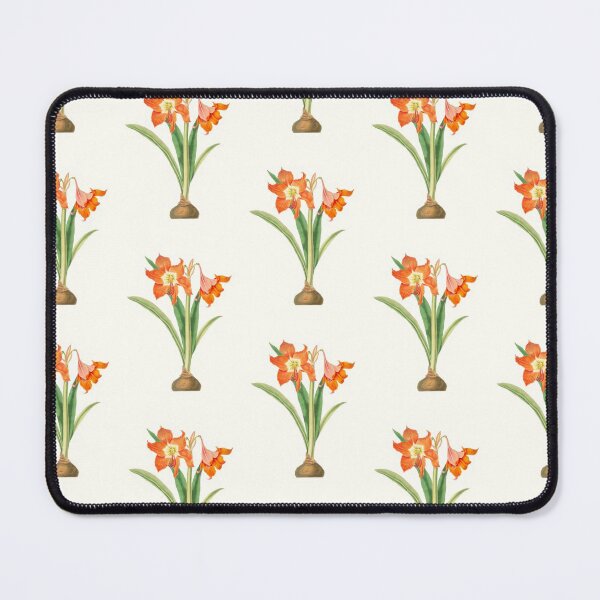 Item preview, Barbados lily - Hippeastrum puniceum - botanical illustration designed and sold by chimakingthings.