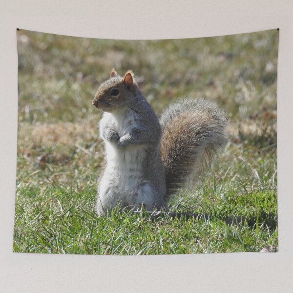 Item preview, Wildlife gifts, eastern ground squirrel, nature, wild animals designed and sold by Sandra O'Toole.