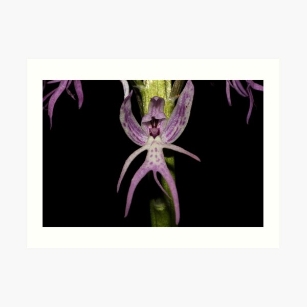 Orchis italica Art Print