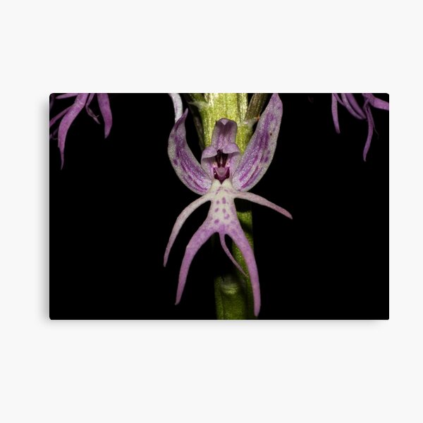 Orchis italica Canvas Print