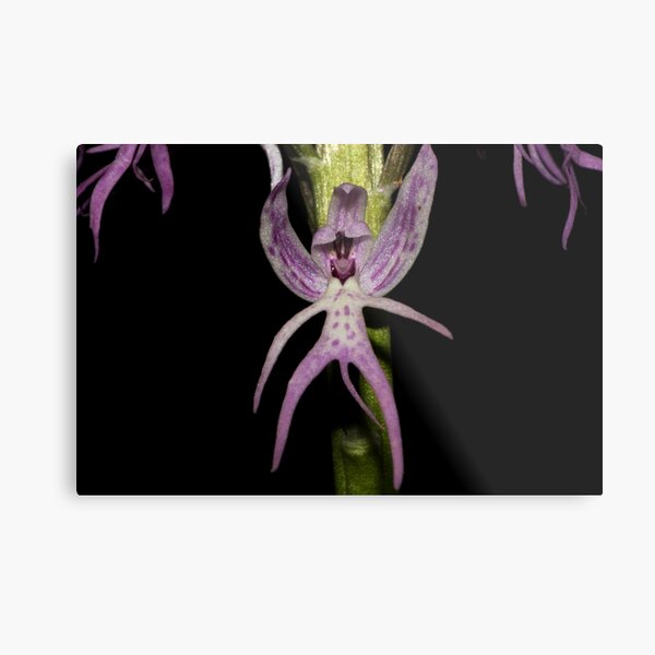 Orchis italica Metal Print