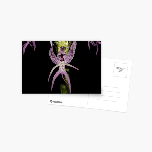 Orchis italica Postcard