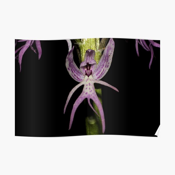 Orchis italica Poster