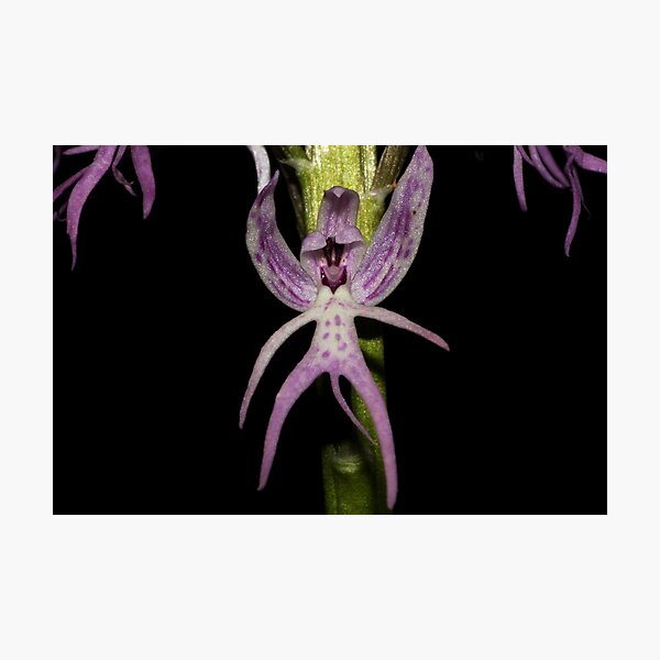 Orchis italica Photographic Print