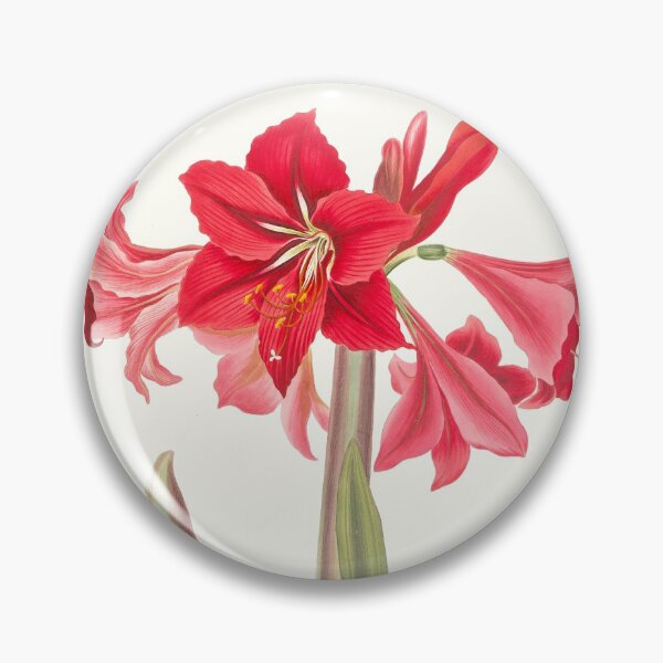 Item preview, Hardy Amaryllis - botanical illustration designed and sold by chimakingthings.